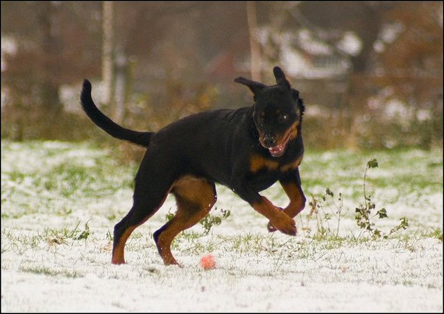 81 hondjes in de sneeuw 4 dec