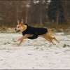 88 - hondjes in de sneeuw 4 dec