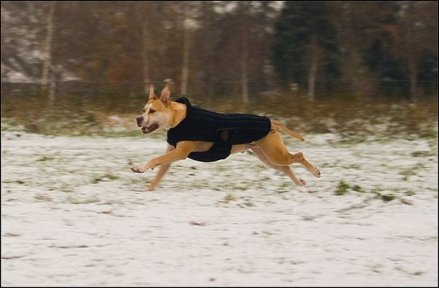 88 hondjes in de sneeuw 4 dec