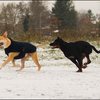 90 - hondjes in de sneeuw 4 dec