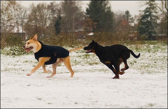 90 hondjes in de sneeuw 4 dec
