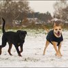 96 - hondjes in de sneeuw 4 dec