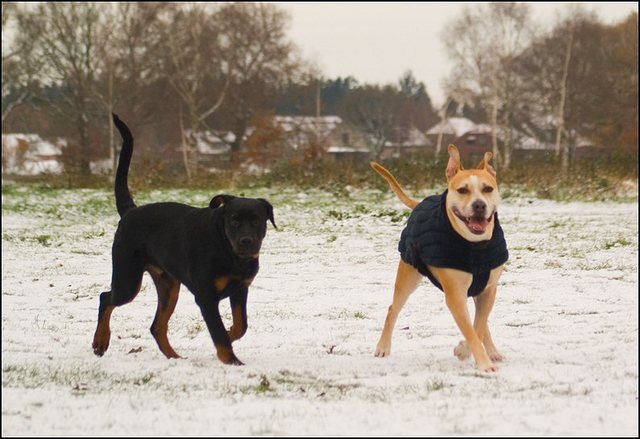 96 hondjes in de sneeuw 4 dec