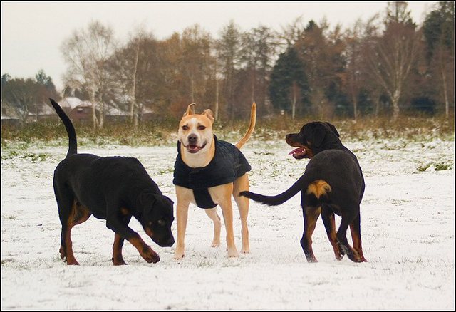 97 hondjes in de sneeuw 4 dec