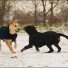 100 - hondjes in de sneeuw 4 dec