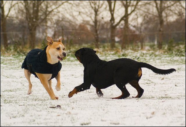 100 hondjes in de sneeuw 4 dec