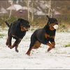 104 - hondjes in de sneeuw 4 dec