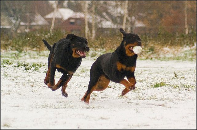 104 hondjes in de sneeuw 4 dec
