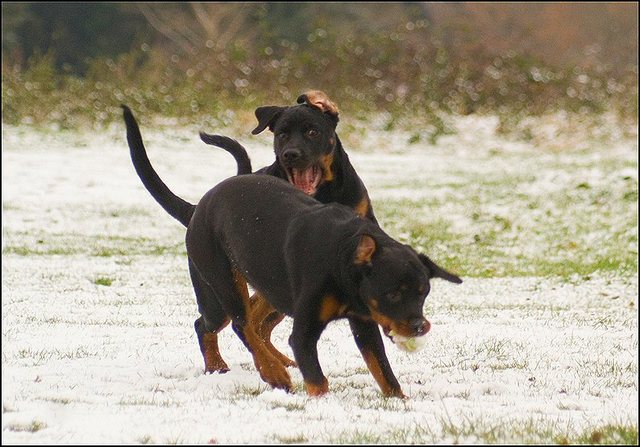 109 hondjes in de sneeuw 4 dec