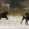 121 - hondjes in de sneeuw 4 dec