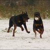 122 - hondjes in de sneeuw 4 dec