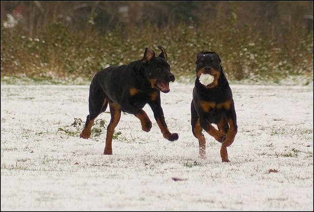 122 hondjes in de sneeuw 4 dec