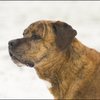 163 - hondjes in de sneeuw 4 dec