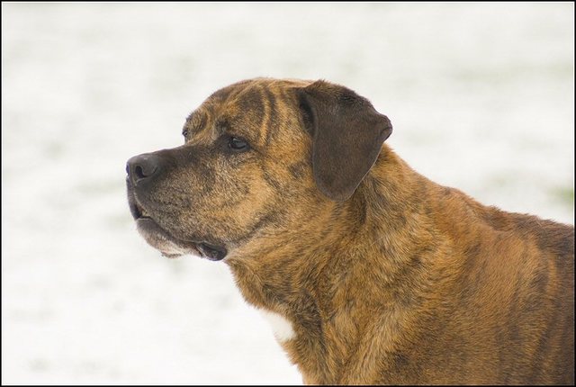 163 hondjes in de sneeuw 4 dec