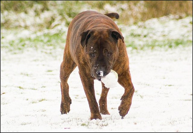 176 hondjes in de sneeuw 4 dec