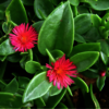Baby Sun Rose (Bare Rooted) - Picture Box