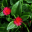 Baby Sun Rose (Bare Rooted) - Picture Box