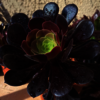 BLACK AEONIUM (Bare Rooted) - Picture Box