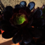BLACK AEONIUM (Bare Rooted) - Picture Box