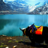 7 Nights 8 Days Sikkim Tour... - 7 Nights 8 Days Sikkim Tour...
