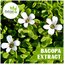 Bacopa-Extract - Extroil Naturals