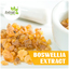 Boswellia-Extract - Extroil Naturals