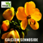 Calcium Sennoside - Extroil Naturals
