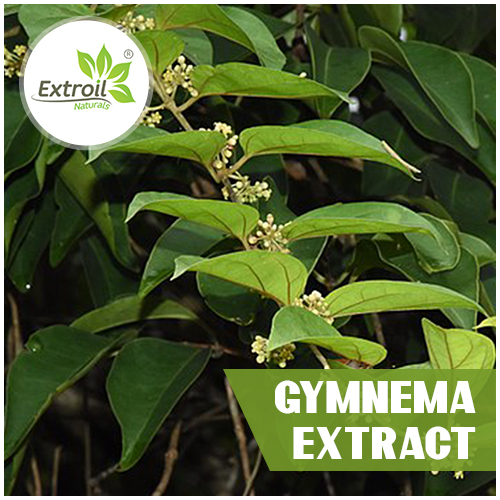 Gymnema-Extract Extroil Naturals