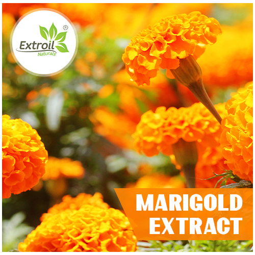 Marigold-Extract Extroil Naturals