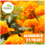 Marigold-Extract - Extroil Naturals