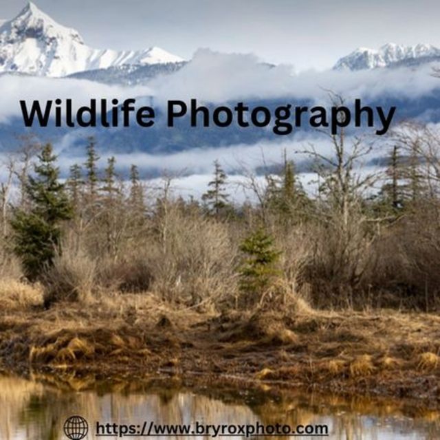 Shop Online Wildlife Photography in North Vancouve Picture Box