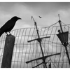 Crow and Crows Nest 2023 - Black & White and Sepia