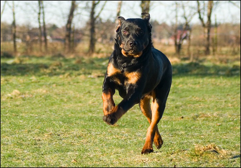 21 - honden 10 januari 24