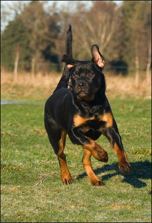 23 - honden 10 januari 24