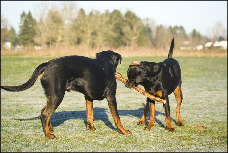 9 - honden 10 januari 24