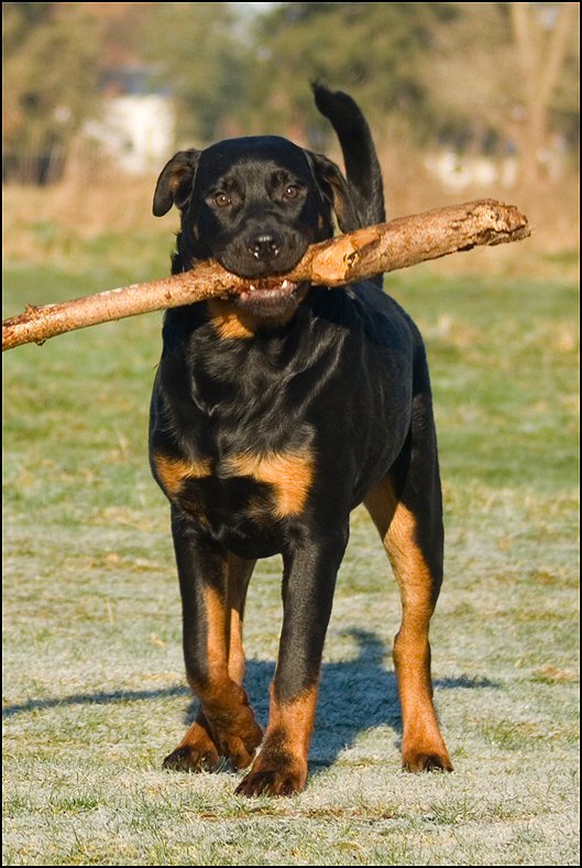 14 - honden 10 januari 24