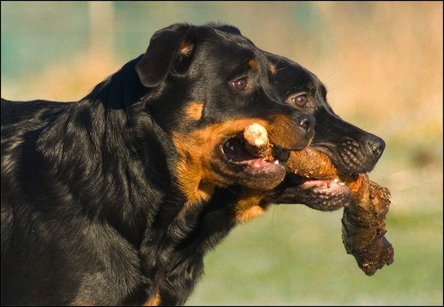 64 honden 10 januari 24