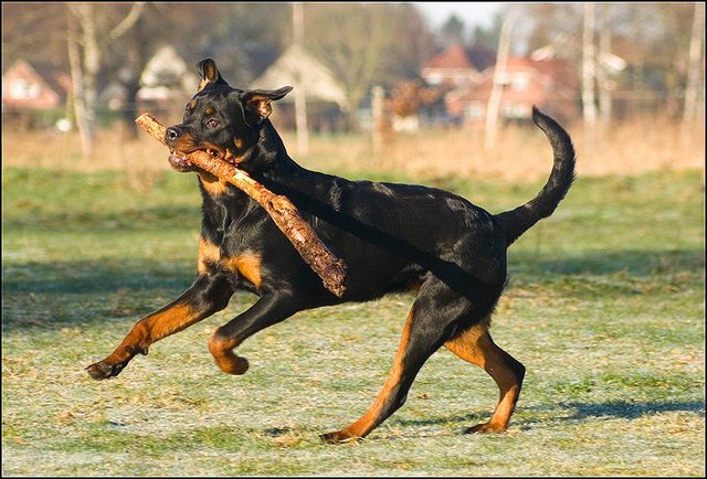 70 honden 10 januari 24