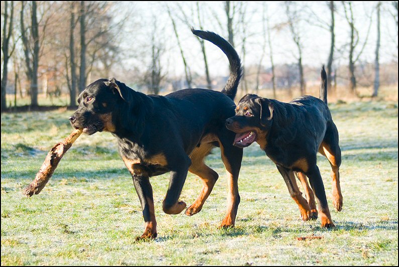 88 - honden 10 januari 24