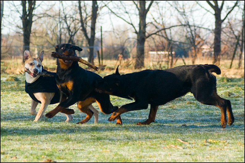 116 - honden 10 januari 24