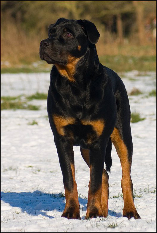 68a Knut