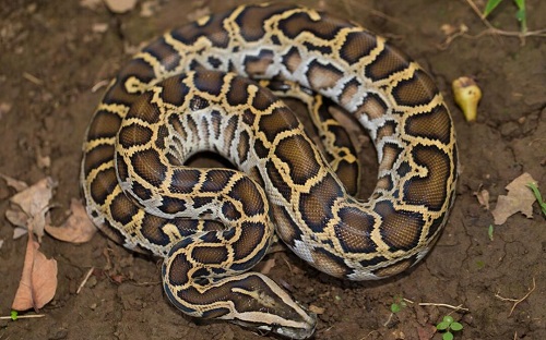 Everglades Python hunting Evergladespythonhunts.com