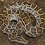 Everglades Python hunting - Evergladespythonhunts.com