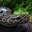 python hunting - Evergladespythonhunts.com