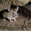 mice in crawl space - Parker Eco Pest Control