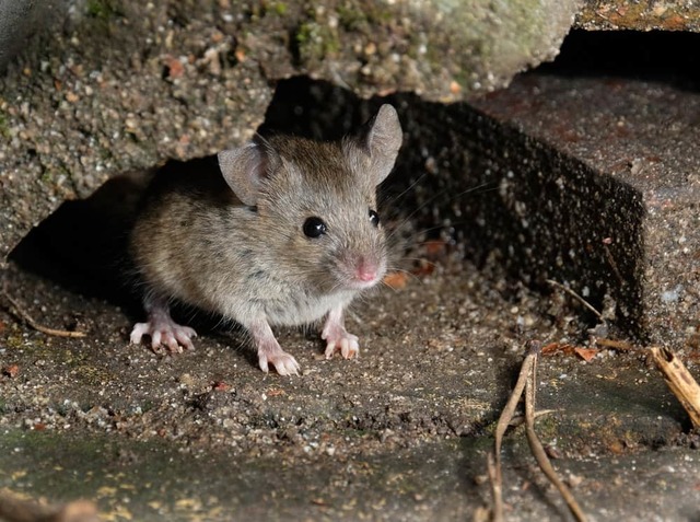 mice in crawl space Parker Eco Pest Control