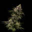 menage strain - Nuwave Botanicals