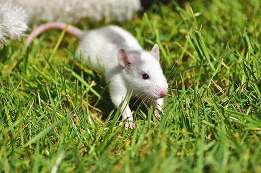 rodent control portland Campbell Natural Pest Control