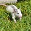 rodent control portland - Campbell Natural Pest Control