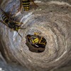 free wasp removal - Campbell Natural Pest Control